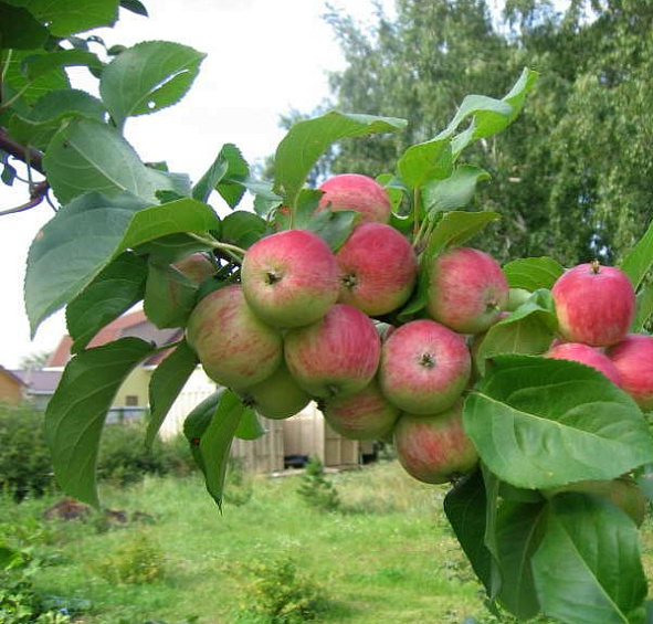 Яблоня домашняя 'Грушовка Московская'